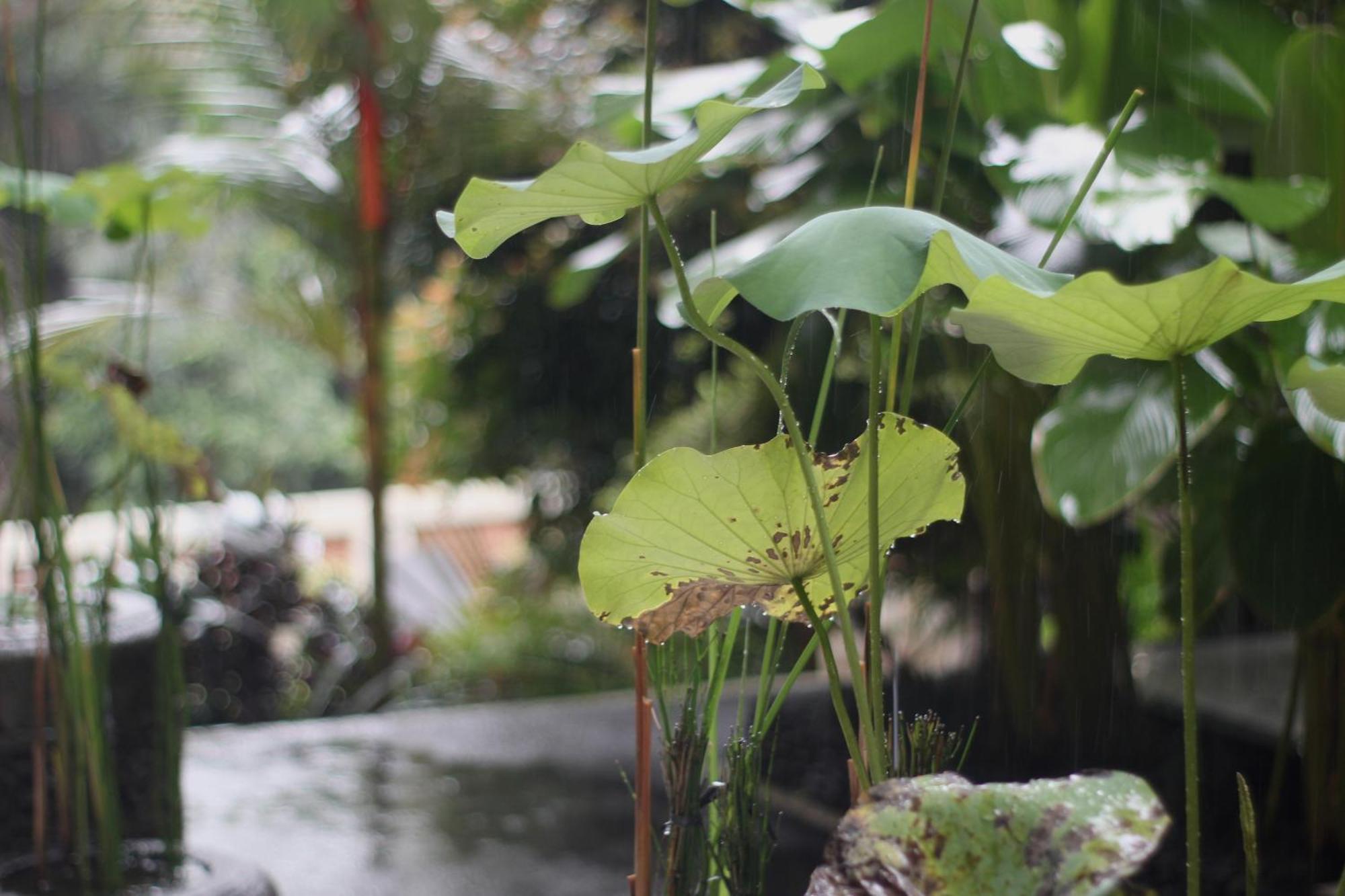 Hanaka Riverside Ubud Eksteriør billede